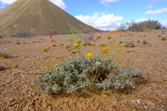 Foveolina dichotoma