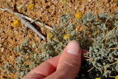 Foveolina dichotoma