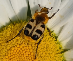 Trichius gallicus