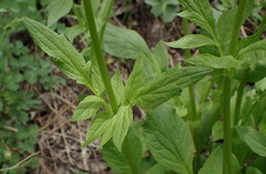 Valeriana californica
