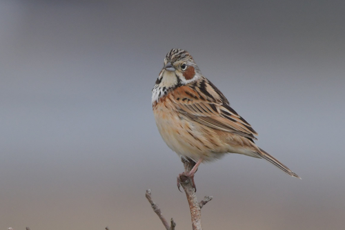 Chestnut-eared Bunting