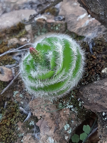 Crassula barbata Thunb.