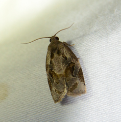 Archips grisea