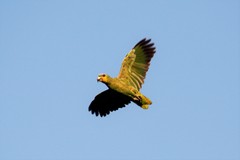 Amazona amazonica amazonica