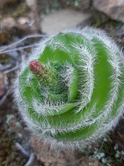 Crassula barbata