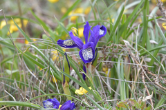 Iris uniflora