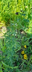 Medicago sativa