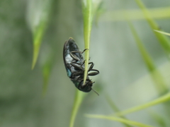 Meliboeus amethystinus