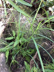 Scleria sumatrensis