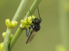 Bibio hortulanus