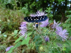 Amata ragazzii