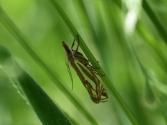 Crambus pratella
