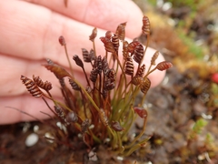 Schizaea australis