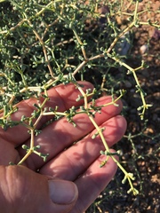 Tetraena chrysopteros