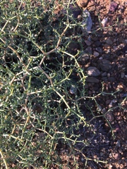 Tetraena chrysopteros