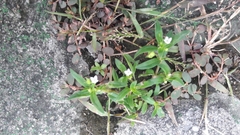 Oldenlandia corymbosa