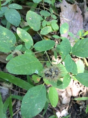 Uraria lagopodioides