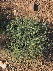 Tetraena chrysopteros