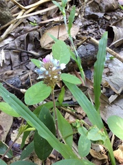 Uraria lagopodioides