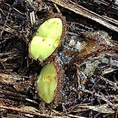 Beilschmiedia tarairi