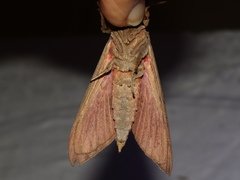 Oxycanus beltista