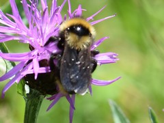 Bombus campestris