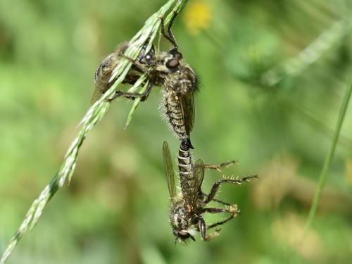 fan-bristled robberfly, Groesbeek, Nederland, photo 10 of 10