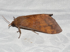 Oxycanus beltista