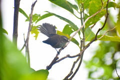 Fiji Streaked Fantail photo 4