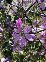 Malva sylvestris sylvestris