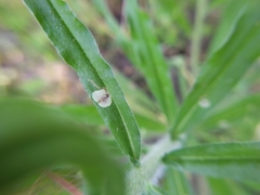 Agromyza abiens