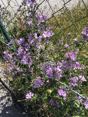 Malva sylvestris sylvestris