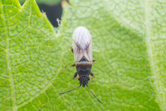 Metopoplax fuscinervis