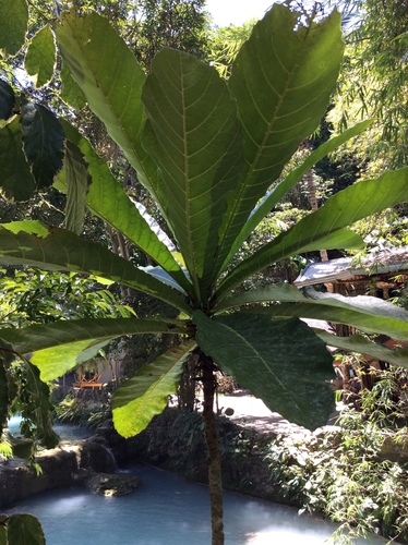 Ficus pseudopalma, photograph 4
