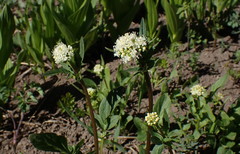 Valeriana californica