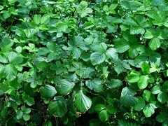 Rubus errabundus