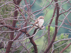 Lanius collaris collaris