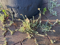 Helichrysum luteoalbum