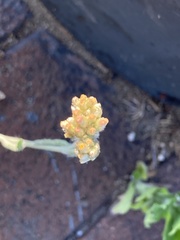 Helichrysum luteoalbum