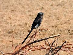 Lanius melanoleucus melanoleucus