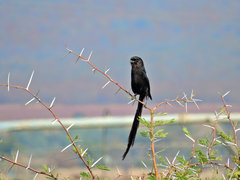 Lanius melanoleucus melanoleucus