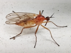 Empis stercorea