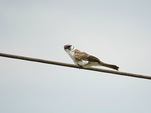 White-rumped Shrike