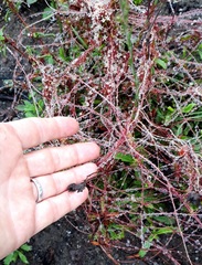 Cuscuta africana