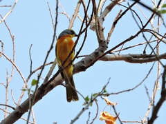 Telophorus sulfureopectus similis