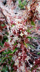 Cuscuta africana