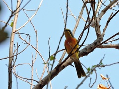 Telophorus sulfureopectus similis