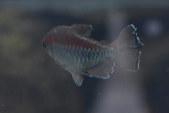 Phenacogrammus interruptus