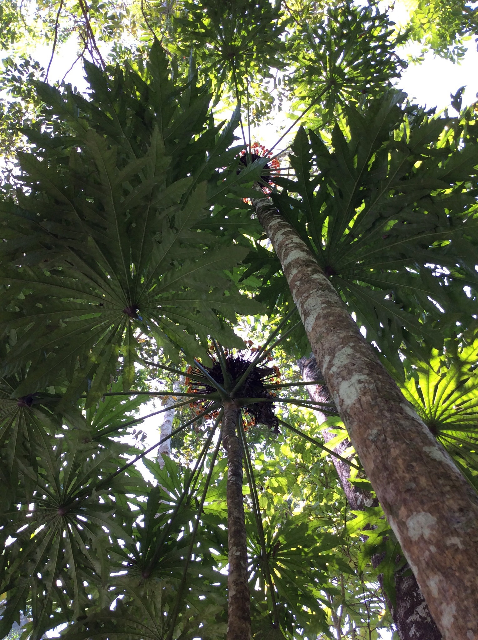 Osmoxylon eminens