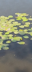 Nuphar lutea